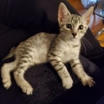 Jax silver male mau kitten