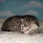 Mau, Silver, Male, DOB 9-20-20