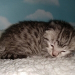 Mau, Silver, Male, DOB 9-20-20