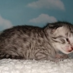 Mau, Silver, Male, DOB 9-20-20