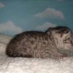 Mau, Silver, Male, DOB 9-20-20