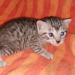 Mau, Silver, Male, DOB 9-20-20