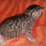 Mau, Silver, Male, DOB 9-20-20