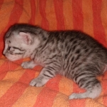 Mau, Silver, Male, DOB 9-20-20