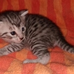 Mau, Silver, Male, DOB 9-20-20