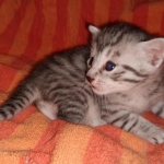 Mau, Silver, Male, DOB 9-20-20