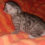 Mau, Silver, Male, DOB 9-20-20