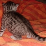 Mau, Silver, Male, DOB 9-20-20