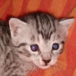 Mau, Silver, Male, DOB 9-20-20