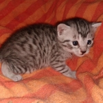 Mau, Silver, Male, DOB 9-20-20