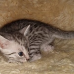 Mau, Silver, Male, DOB 9-20-20