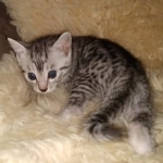 Mau, Silver, Male, DOB 9-20-20