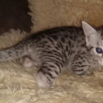 Mau, Silver, Male, DOB 9-20-20