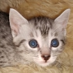 Mau, Silver, Male, DOB 9-20-20