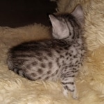 Mau, Silver, Male, DOB 9-20-20