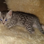 Mau, Silver, Male, DOB 9-20-20