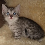 Mau, Silver, Male, DOB 9-20-20