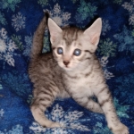 Mau, Silver, Male, DOB 9-20-20