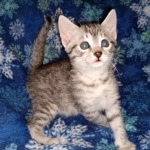 Mau, Silver, Male, DOB 9-20-20