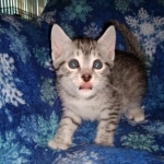 Mau, Silver, Male, DOB 9-20-20