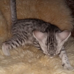 Mau, Silver, Male, DOB 9-20-20