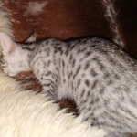 Mau, Silver, Male, DOB 9-20-20