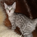 Mau, Silver, Male, DOB 9-20-20
