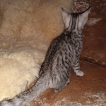 Mau, Silver, Male, DOB 9-20-20