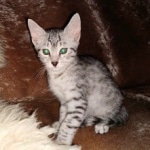 Mau, Silver, Male, DOB 9-20-20