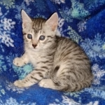 Mau, Silver, Male, DOB 9-20-20