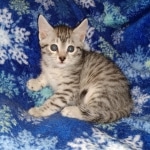Mau, Silver, Male, DOB 9-20-20