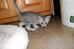 Sabastian Egyptian Mau Silver Male #3 DOB 9-21-15