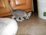 Sabastian Egyptian Mau Silver Male #3 DOB 9-21-15