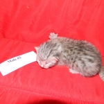 Egyptian Mau, silver, Male DOB 9-21-15