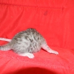 Egyptian Mau, silver, Male DOB 9-21-15