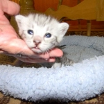 Egyptian Mau, silver, Male DOB 9-21-15