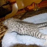 Egyptian Mau, silver, Male DOB 9-21-15