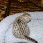 Egyptian Mau, silver, Male DOB 9-21-15