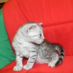 Egyptian Mau, silver, Male DOB 9-21-15