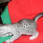 Egyptian Mau, silver, Male DOB 9-21-15