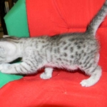 Egyptian Mau, silver, Male DOB 9-21-15
