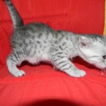 Egyptian Mau, silver, Male DOB 9-21-15