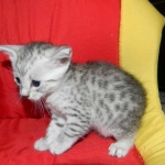 Egyptian Mau, silver, Male DOB 9-21-15