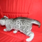Egyptian Mau, silver, Male DOB 9-21-15
