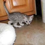 Egyptian Mau, silver, Male DOB 9-21-1