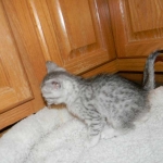Egyptian Mau, silver, Male DOB 9-21-1