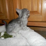 Egyptian Mau, silver, Male DOB 9-21-1