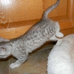 Egyptian Mau, silver, Male DOB 9-21-1