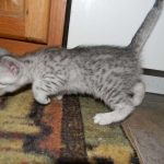 Egyptian Mau, silver, Male DOB 9-21-1