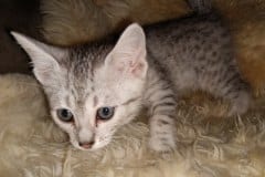 Apollo Egyptian Mau silver Male #4 DOB 10-3-19